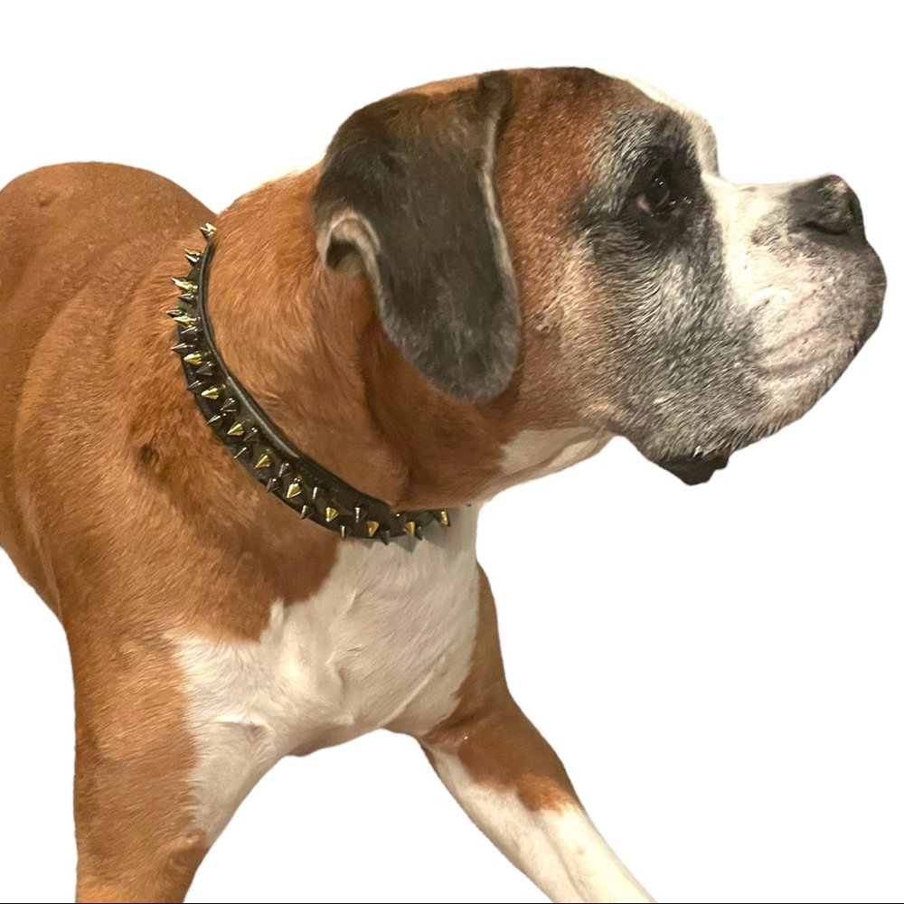 In Command collar - Picture 2 of 7